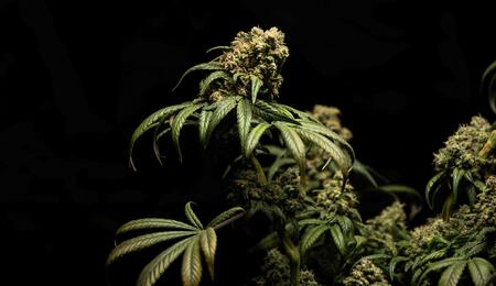Conoce y actúa en cada fase de floración de la marihuana y fertiliza con y de la manera que la planta de cannabis lo requiere.