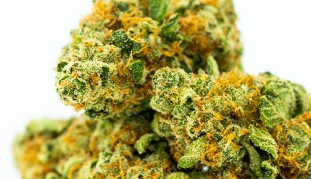 classic cannabis strains, cheese UK weed