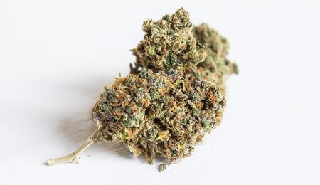 hindu kush cannabis strain