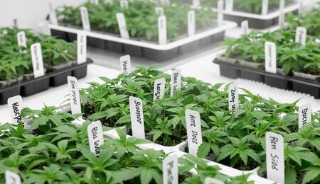 Esquejes de cannabis frescos en bandeja, listos para enraizar; proceso de clonación sano y profesional.