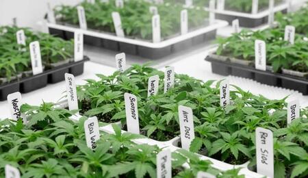 Cannabis Klone können bei guter Haltung viele Generationen lang gezogen werden