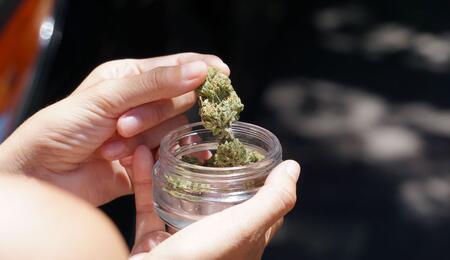 Crecimiento de los clubes de cannabis en Chile: 294 en 10 años
