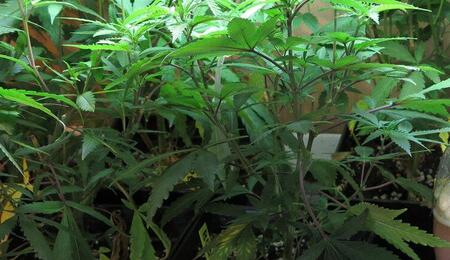 Dióxido de carbono para cultivo de cannabis casero