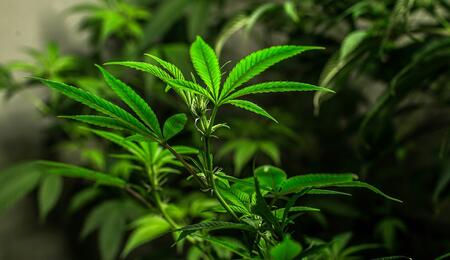 ¿Cómo aditivar cobre al cannabis? Usos y deficiencias.