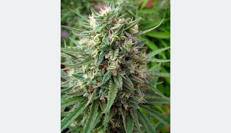 Flor de marihuana resinosa cultivada con sustrato enriquecido con abono bokashi