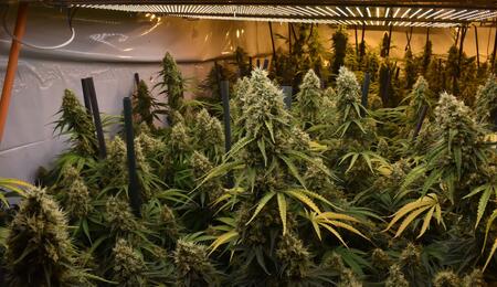 Armario de marihuana en floración