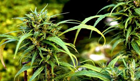 Come coltivare la marijuana all'aperto