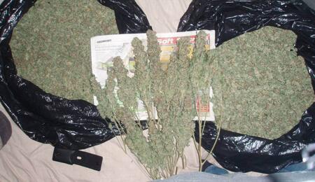 Come raccogliere e far essiccare le piante di cannabis all’aperto