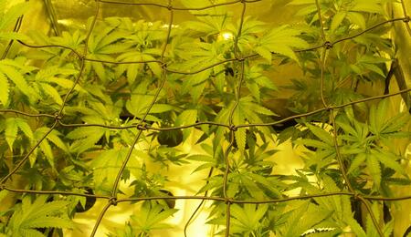 Come sorreggere le piante di cannabis coltivate indoor