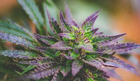 The Top 7 Most Common Mistakes in Growing Marijuana
