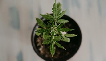 ¿Cómo conseguir una raíz feliz con marihuana en macetas?