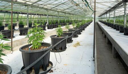 Cómo hacer transplante de cannabis.