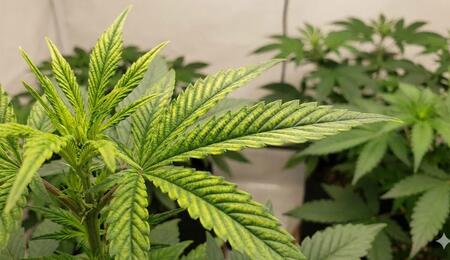 Comparativa visual en cultivo de cannabis: planta con hojas verdes y sanas (tratamiento Fe-EDTA) frente a planta con hojas amarillas y clorosis (tratamiento nanofertilizante nZVI)