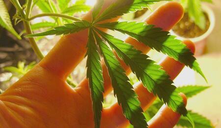 Conoscenza analitica: cosa contiene la cannabis che consumiamo?