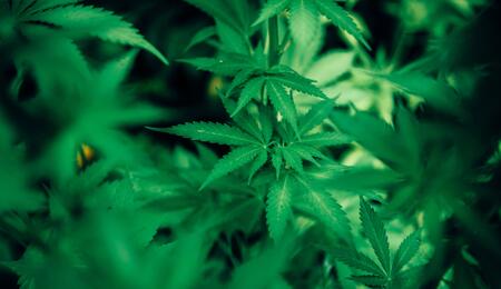 Considerazioni pratiche nella somministrazione ed i dosaggi della cannabis terapeutica