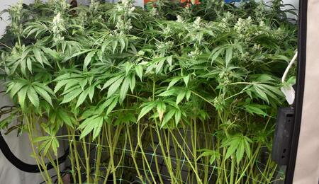 El consumo de agua es mayor en el cultivo hidropónico de marihuana