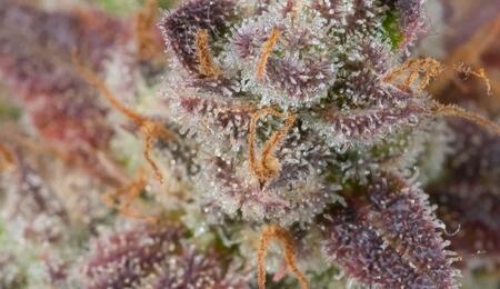 cookies-and-cream-auto