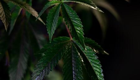 cannabis plant under LED grow light
