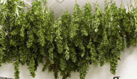Cómo y cuándo regar la planta de Marihuana antes de la cosecha de cannabis