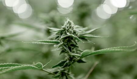 Costos del cultivo de cannabis: gastos operativos.