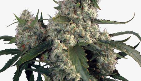 Flores-Cannabis