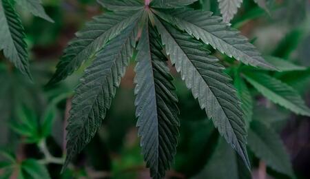 Crecimiento de marihuana: podas, tips, control plagas, nutrición.