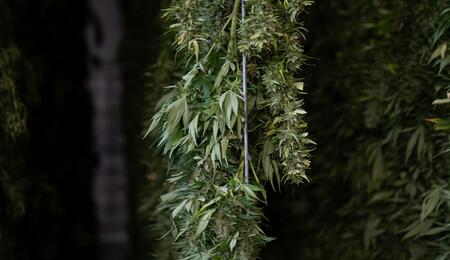 marihuana secándose