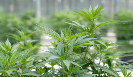 Uso-del-dióxido-de-carbono-en-el-cultivo-de-cannabis