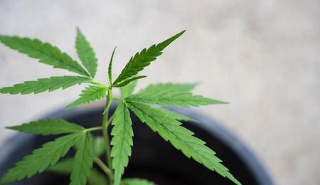 ¿Cuando hay que fertilizar la marihuana después de la germinación?