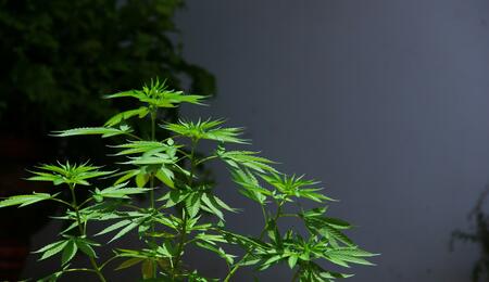 Cultivo de marihuana