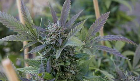 Cómo mantener el cultivo cannábico indoor en invierno. Foto: www.freepik.com.