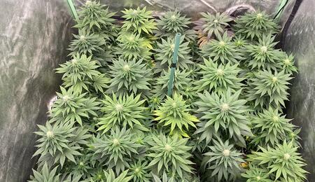 Cultivo de marihuana indoor en maceta pequeña.