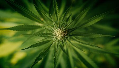Factores para conseguir un cultivo de cannabis sustentable: iluminación, riego, fertilización, ventilación.
