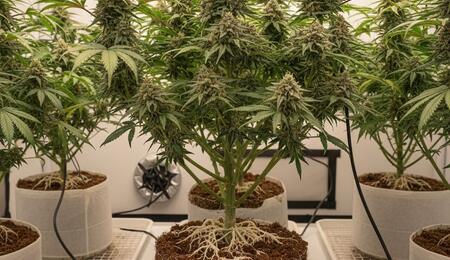 Plantas de cannabis 