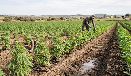 illustration realista de cultivo de cáñamo