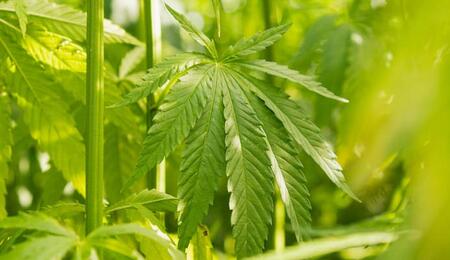 cultivo de cáñamo