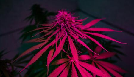 Cultivo indoor de cannabis bajo paneles LED