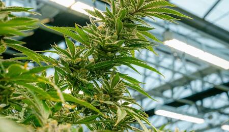 Cultivo interior de cannabis para principiantes con plantas Indica creciendo en sustrato enriquecido bajo luz LED.