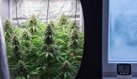 Guía de cultivo indoor en invierno con luces LED para eficiencia energética y control de clima.