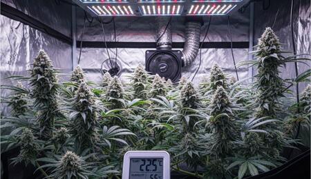 Cultivo de marihuana en interior con luces LED y control de clima en invierno.