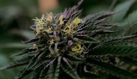 Ventajas del cultivo de cannabis en exterior.