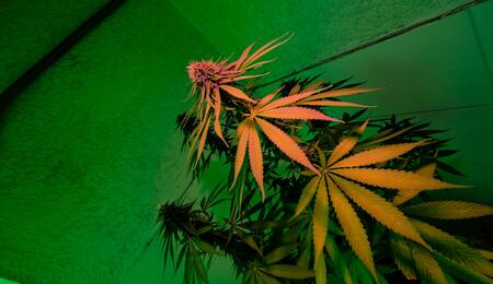Inicio del cultivo de marihuana en interior desde semilla para trasplante en exterior y conseguir plantas gigantes.