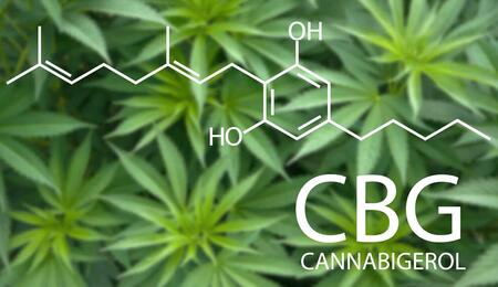 CBG Das Mutter-Cannabinoid