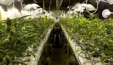 Deshumidificador eléctrico y equipo de ventilación funcionando en sala de marihuana indoor