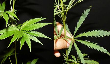 Die fortdauernde Evolution von Cannabis durch Mutation