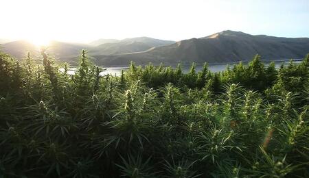 difference between hemp and marijuana plants.