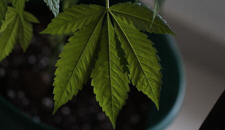 green fan leaf of a cannabis plant.