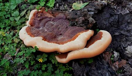 types of medicinal mushrooms