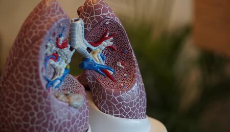 Explore the relationship between cannabis smoke and respiratory health. Learn about bronchial effects, symptom management, and evidence-based findings.