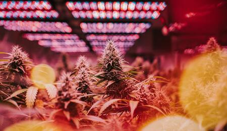 A major international review finds that cannabis commercialization—not decriminalization—is a key factor behind rising use, addiction, and mental health harms.